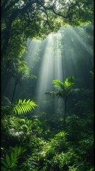 Sunbeams Illuminating Lush Rainforest Canopy.