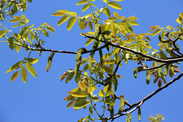 Spring flowering walnut