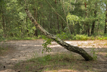 Pochylone drzewo brzozowe w lesie © Stefan