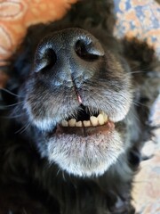 Zęby i nos psa © Stefan