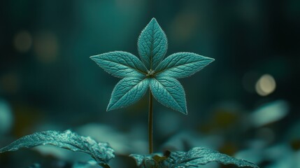 Teal star-shaped flower, forest, bokeh, nature, serenity, wallpaper