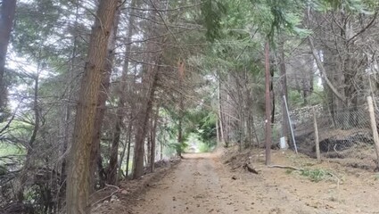 Agregar un título - bosque