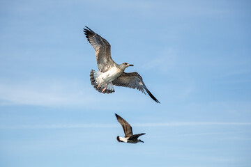Seagulls flying in blue sky.