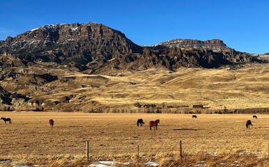 Horses graze by Wyoming mountains in January. Fields run next to North Fork Highway, Cody, Wyoming, USA. Landscape shows the valley near Yellowstone.