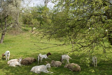 Fototapeta premium Sheep, goats and lambs lie on a lush meadow and enjoy the shade of the old apple tree