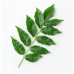 Fototapeta premium A vibrant green curry leaf branch against a plain background, showcasing its glossy, serrated leaves.