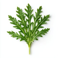 A vibrant green leaf with jagged edges, showcasing its fresh appearance against a clean white background.