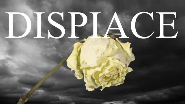 Wilted rose against dark clouds to express Sorry in Italian language 
