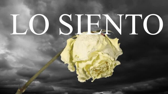 Wilted rose against dark clouds to express sorrySorry in spanish language 
