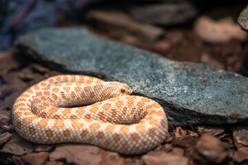 Wild Snake in Its Natural Habitat