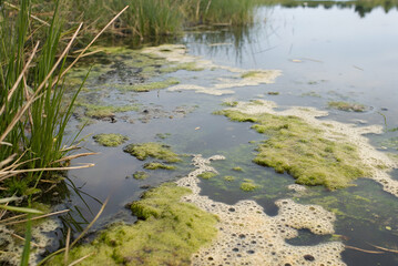 Harmful Algal Seaweed ,A serene wetland scene featuring algae and bubbles floating on the water's surface, framed by tall grasses, showcasing nature's beauty and ecosystem.