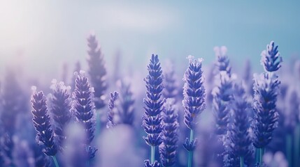 Lavender Flowers Blooming In Sunlight Field