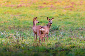 Roe deer, capreolus capreolus, forages and looks around the misty meadow in the early morning. Unconscious female wild animals with orange fur grazing on the hay field in summer.