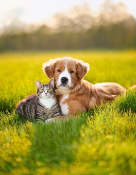 Generated image Cute dog and cat lying together on a green grass field nature in a spring sunny background