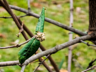 Close-up of the buds of the Viburnum Lantana travel tree in winter in January.