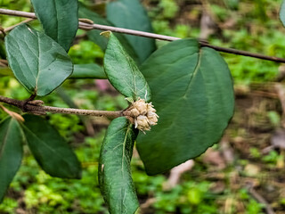 Viburnum lantana buds in winter in January. There are green leaves on the branches.
