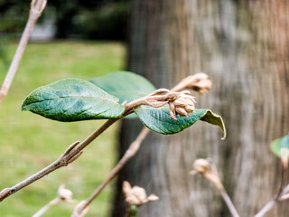 Bud on a Wayfaring Viburnum lantana tree in winter in January