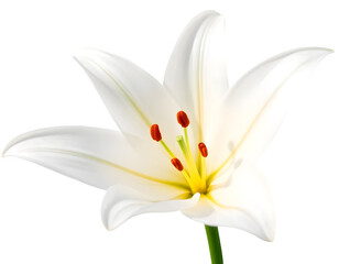 Fototapeta premium White Lily with Smooth Petals and Yellow Stamen on Transparent Background