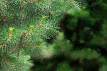Obraz premium Close-up of lush green pine branches with new growth. Detailed texture and vibrant color. Perfect for nature, Christmas, or environmental themes. Ideal for backgrounds, textures, and design projects