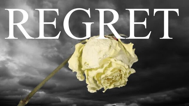 Wilted rose against dark clouds to express sorry
Sorry in frence language 