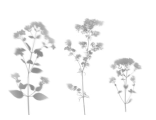 Shadows, silhouettes from wild meadow flowers isolated on white. Shadows for creating interesting...