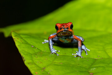 Oophaga pumilio, strawberry poison frog, strawberry poison dart frog or blue jeans poison frog
