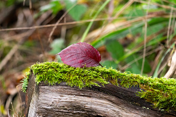 Rotes Blatt liegend auf moosbedecktem Holz