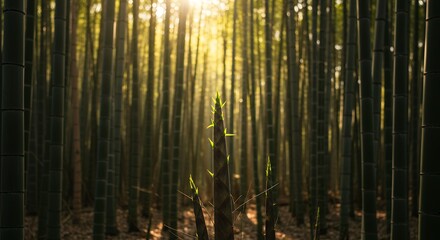 Obraz premium Bamboo Forest Sunrise Young Shoot in Golden Light
