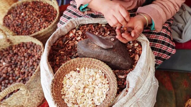 Close up of woman's hands peeling Argan fruits on the Argan oil factory Morocco