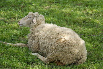 Obraz premium A sheep lies relaxed on the meadow in the shade of a large tree
