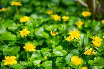 Ficaria verna formerly Ranunculus ficaria L.