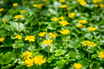 Ficaria verna formerly Ranunculus ficaria L.