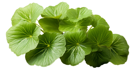 Green Round Leaves Lush Botanical Plant, Fresh Flora for Spring and Summer Themes, isolated on transparent background.