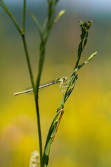 Dragonfly (Odonata) perched on green grass. Yellow background. In focus, close-up.
