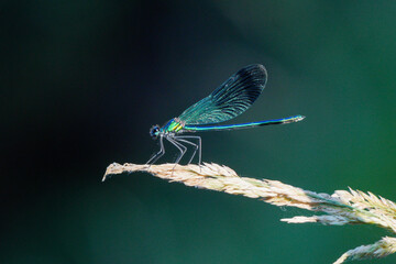 A dragonfly (Odonata) perched on an aquatic plant in the river.