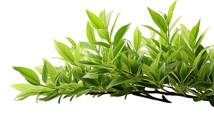 Lush Green Leaves Spring Foliage, Fresh Botanical Plant for Nature Displays, isolated on transparent background.