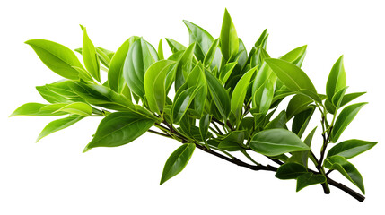 Fototapeta premium Green Leaves Branch Fresh Spring Foliage, Vibrant Growth for Nature Themes, isolated on transparent background.