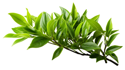 Green Leaves Branch Fresh Spring Foliage, Vibrant Growth for Nature Themes, isolated on transparent background.