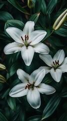 Serene White Lilies Bloom Elegantly amidst Lush Green Foliage in Verdant Garden Setting