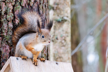 Squirrel sits on forest feeder on tree, copy space