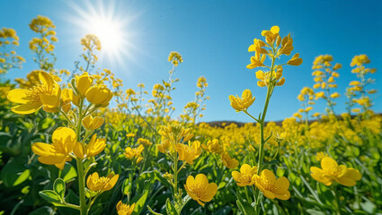 Obraz premium Mustard Flowers in Field under a Bright Blue Sky. Close-up Nature Background with Summer Sun Landscape.