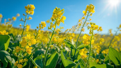 Obraz premium Mustard Flowers in Field under a Bright Blue Sky. Close-up Nature Background with Summer Sun Landscape.