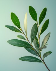 Obraz premium Olive branch on teal background, sunlight, simple backdrop, product mockup