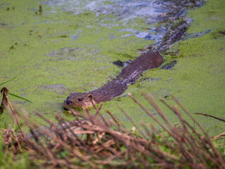 Otter Swimming in a Lake