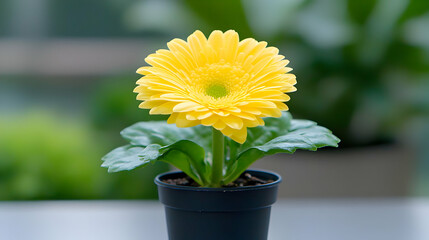 Fototapeta premium Yellow gerbera daisy in pot, indoor garden, blurred background, spring freshness