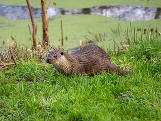 Otter Laying Down in Grass