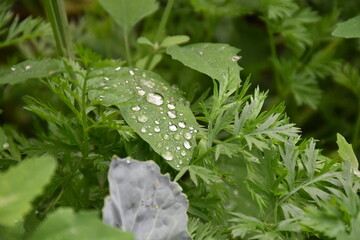 Green Leaves with Dew and Raindrops