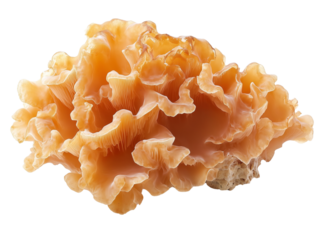 Tremella Mushroom isolated