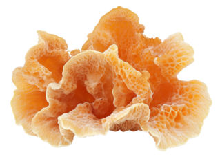Tremella Mushroom isolated