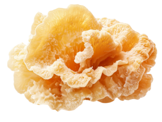 Tremella Mushroom isolated